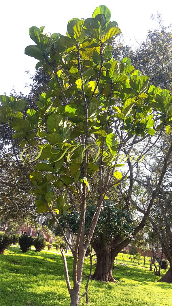  Plant